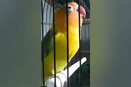 Love Bird Gacor Durasi Panjang